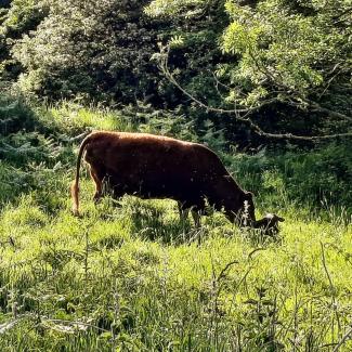 Baby calf