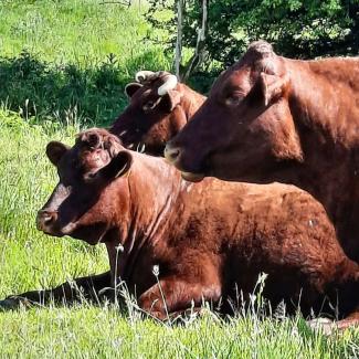 Cows