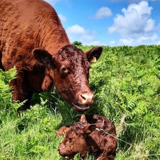 Nutkin's bull calf