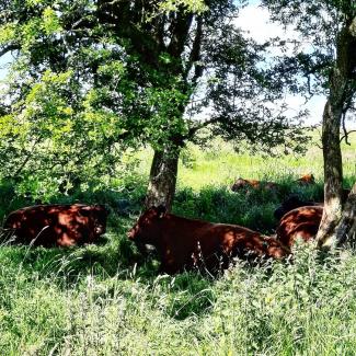 Cows in the shade