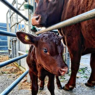 Baby cow